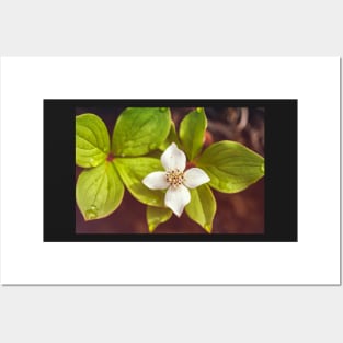 Bunchberry flower Posters and Art